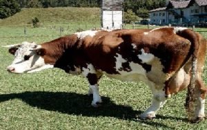 MUCCA