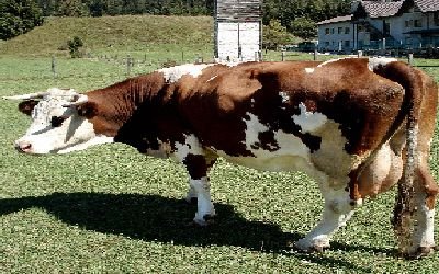 MUCCA