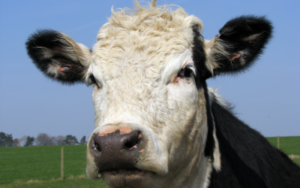 mucca 1