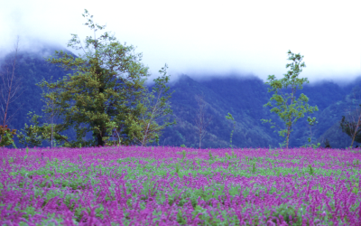 TAIWAN 3